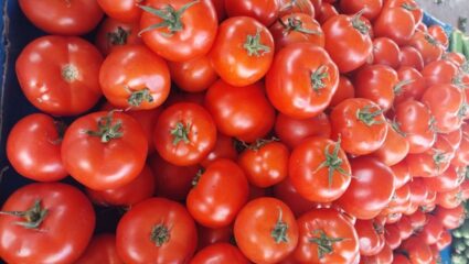 टोमॅटो पिकाच्या दरात वाढ! उत्पादक शेतकऱ्यांना मोठा दिलासा; घाऊक बाजारात आवक वाढूनही वधारले भाव