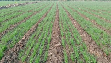 Amravati News : अमरावतीत ६२ टक्के पेरणी पूर्ण, रब्बी पिकांमध्ये हरभरा अव्वल