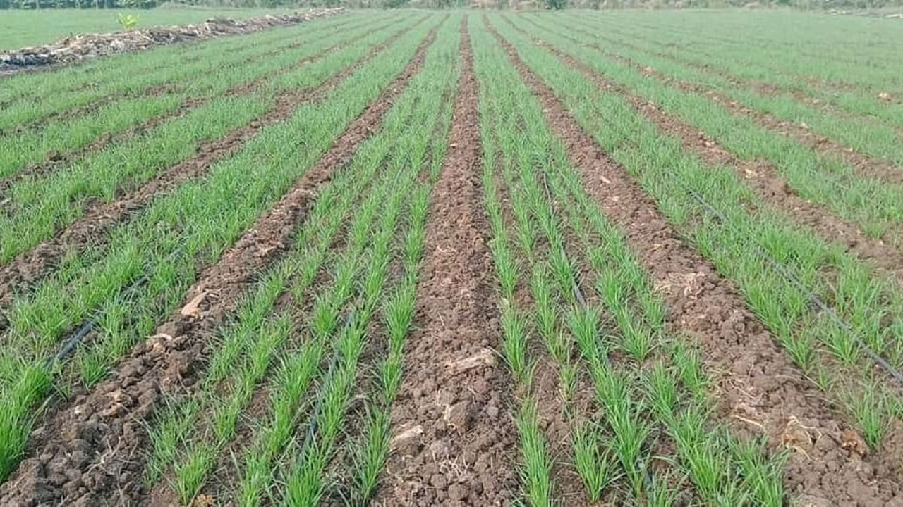Amravati News : अमरावतीत ६२ टक्के पेरणी पूर्ण, रब्बी पिकांमध्ये हरभरा अव्वल