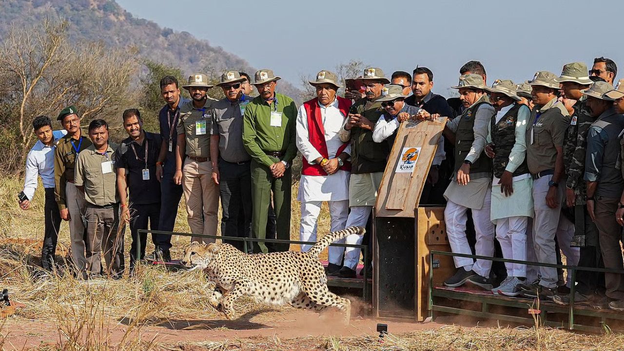 International Cheetah Day: मुख्यमंत्री डॉ. मोहन यादव कुनो राष्ट्रीय उद्यानात एका बंदिवासातून 3 चित्ते मोकळ्या जंगलात सोडणार