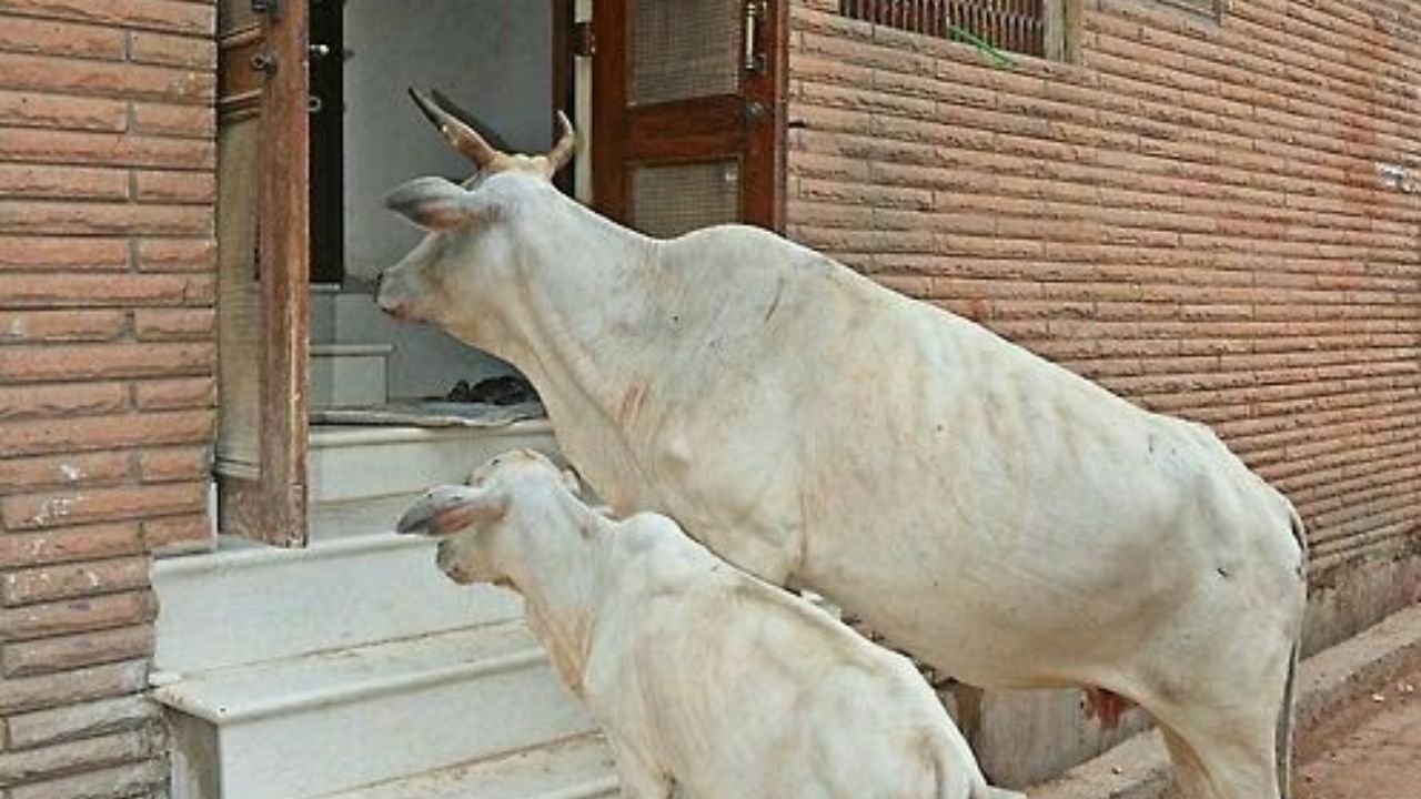 Astro Tips: घराच्या दारात ‘हे’ प्राणी दिसणे मानले जाते शुभ; 2026 मध्ये चमकणार नशीब