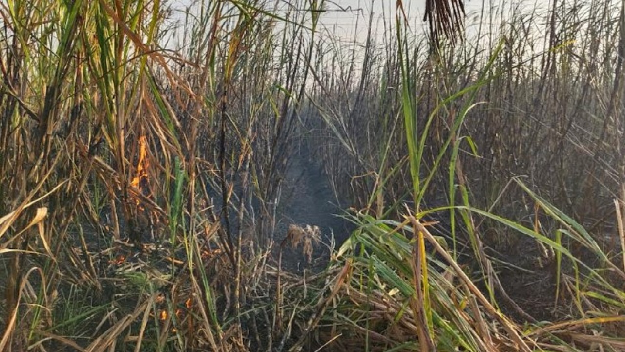 शिरोलीत ऊसाच्या फडाला भीषण आग; 30 एकर ऊस जळून खाक, वेळीच खबरदारी घेतली म्हणून…