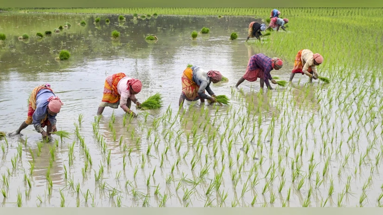 Farmers News: …म्हणून शेतकऱ्यांच्या उत्पादनात घट, नादुरुस्त कालव्यामुळे रब्बी पेरणी लांबली