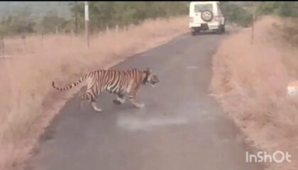 पाटणकडे जाणाऱ्या ST बसची ‘तारा’ने अडवली वाट; ढेबेवाडीत नागरिकांचा जीव टांगणीला