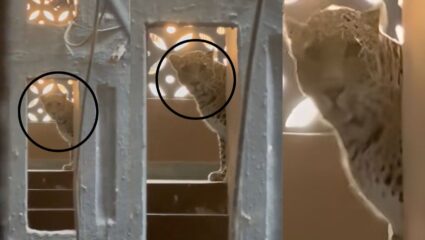 Leopard Rescue : सात तासांची शोधमोहीम; आता मीरा भाईंदरमध्ये बिबट्याची दहशत,हल्ल्यात सात जण जखमी