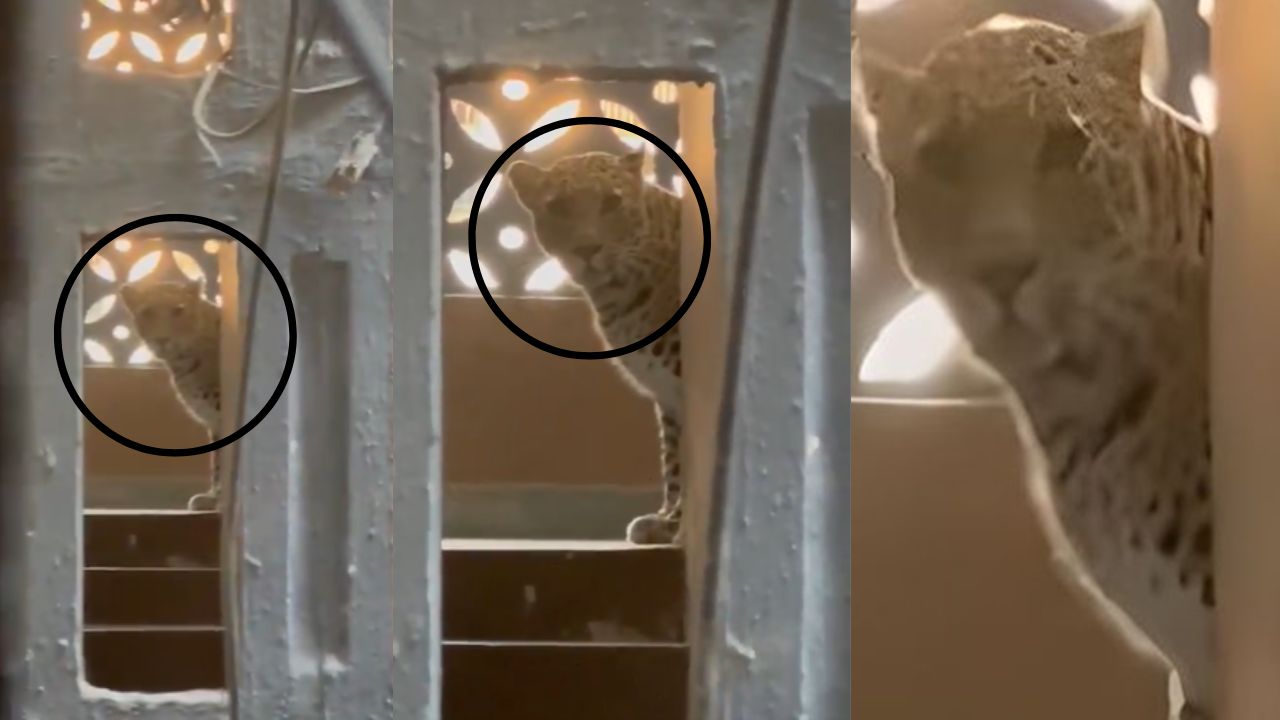 Leopard Rescue : सात तासांची शोधमोहीम; आता मीरा भाईंदरमध्ये बिबट्याची दहशत,हल्ल्यात सात जण जखमी