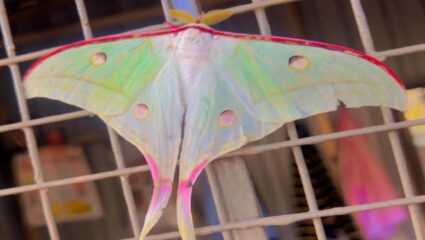 वाई येथील किसन वीर महाविद्यालयाच्या परिसरात आढळला दुर्मिळ ‘मून मॉथ’; सर्वांचे वेधले लक्ष