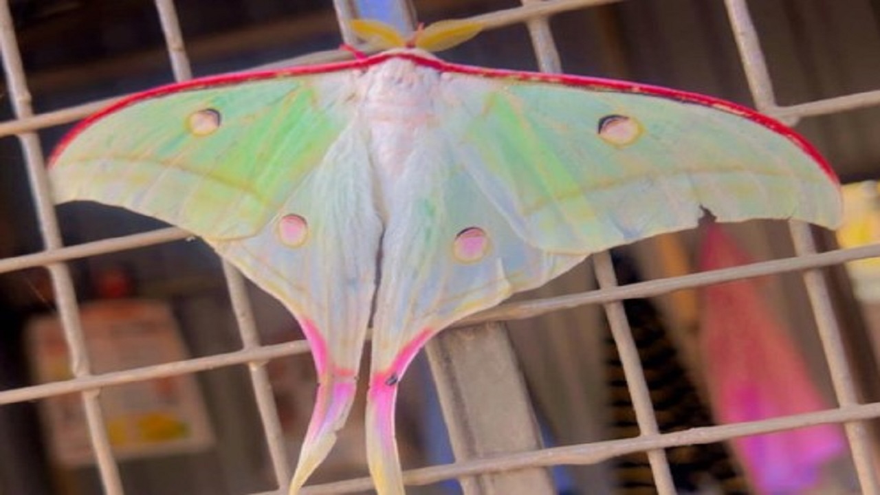 वाई येथील किसन वीर महाविद्यालयाच्या परिसरात आढळला दुर्मिळ ‘मून मॉथ’; सर्वांचे वेधले लक्ष