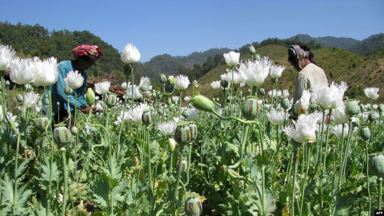 opium surge 2025 : अफगाणिस्तान नव्हे तर ‘हा’ देश अफू उत्पादक म्हणून आला उदयास; 10 वर्षांचा विक्रम मोडला