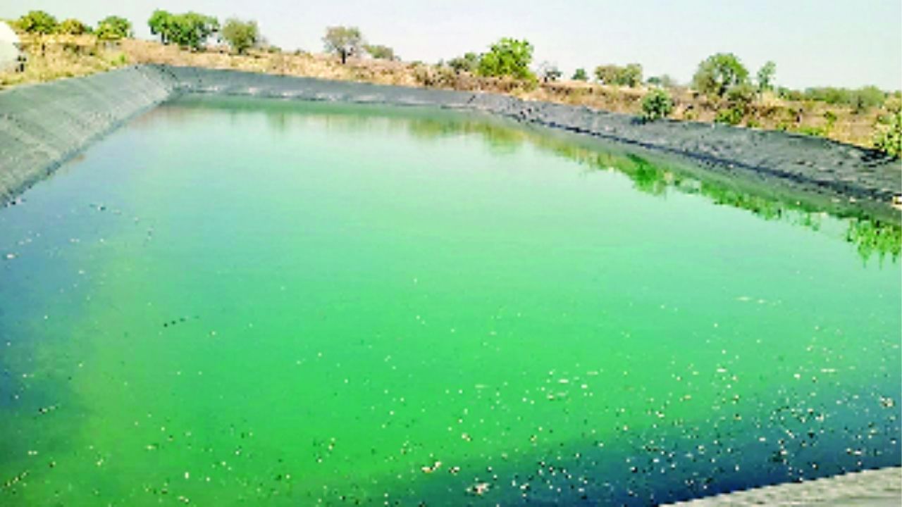 Pandharpur Crime: शेवाळामुळे मुलगा तळ्यात पडला, वाचवायला गेले दाम्पत्यही बुडाले; पंढरपूर तालुक्यात दुर्दैवी घटना