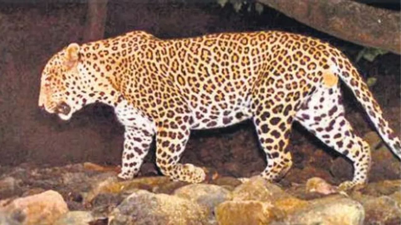 Pune News: खेड, जुन्नर झाल आता बिबट्या पुण्यातही! बावधनमध्ये आढळला बिबट्या