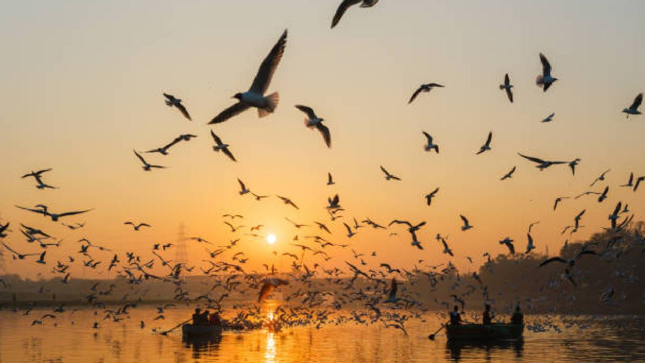 Navarashtra Special: स्थलांतरित प्रवासी पक्ष्यांचे अधिवास संवर्धन: गेल्या काही वर्षांत…