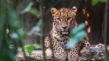 Leopard News: किंचित दिलासा! पुणे जिल्ह्यात वनविभागाची मोठी कारवाई; पहाटेच्या वेळेस 3 बिबट्यांना…