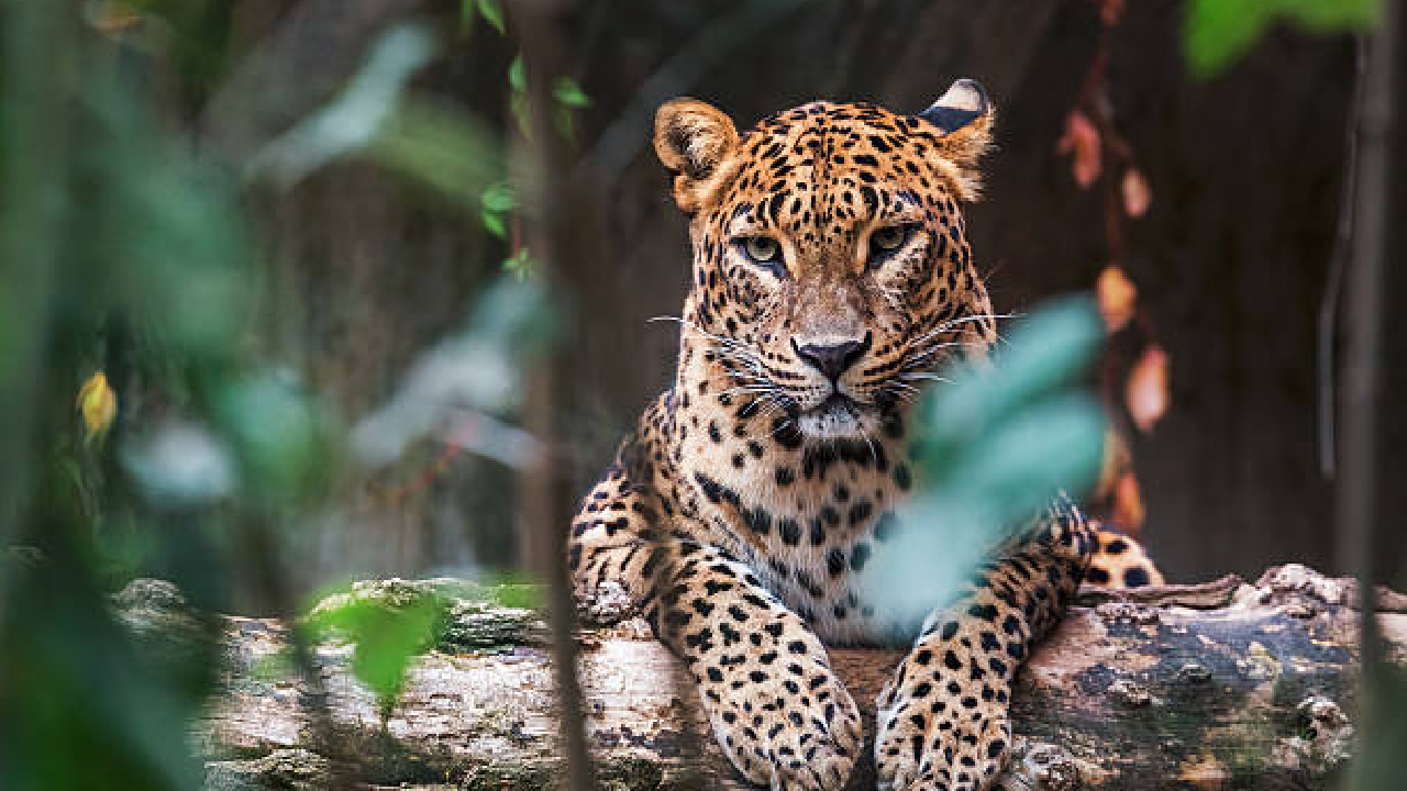 Leopard News: किंचित दिलासा! पुणे जिल्ह्यात वनविभागाची मोठी कारवाई; पहाटेच्या वेळेस 3 बिबट्यांना…