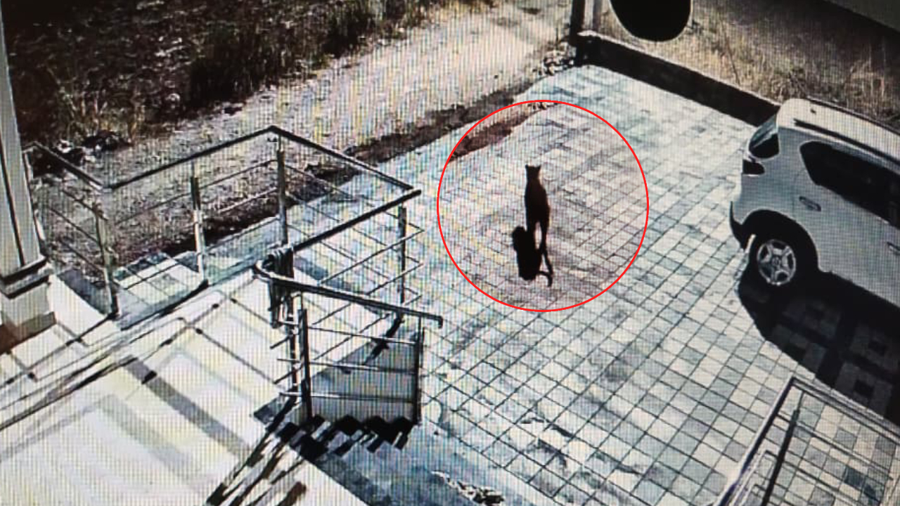 मै यहा का राजा हू! मंचरमध्ये बिबट्याची पुन्हा ‘त्या’ घराजवळ एंट्री; CCTV फुटेजमध्ये झाला कैद