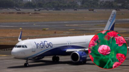 Indigo Crisis चा फटका मावळच्या गुलाब उत्पादकांना; लाखोंचे नुकसान अन्…