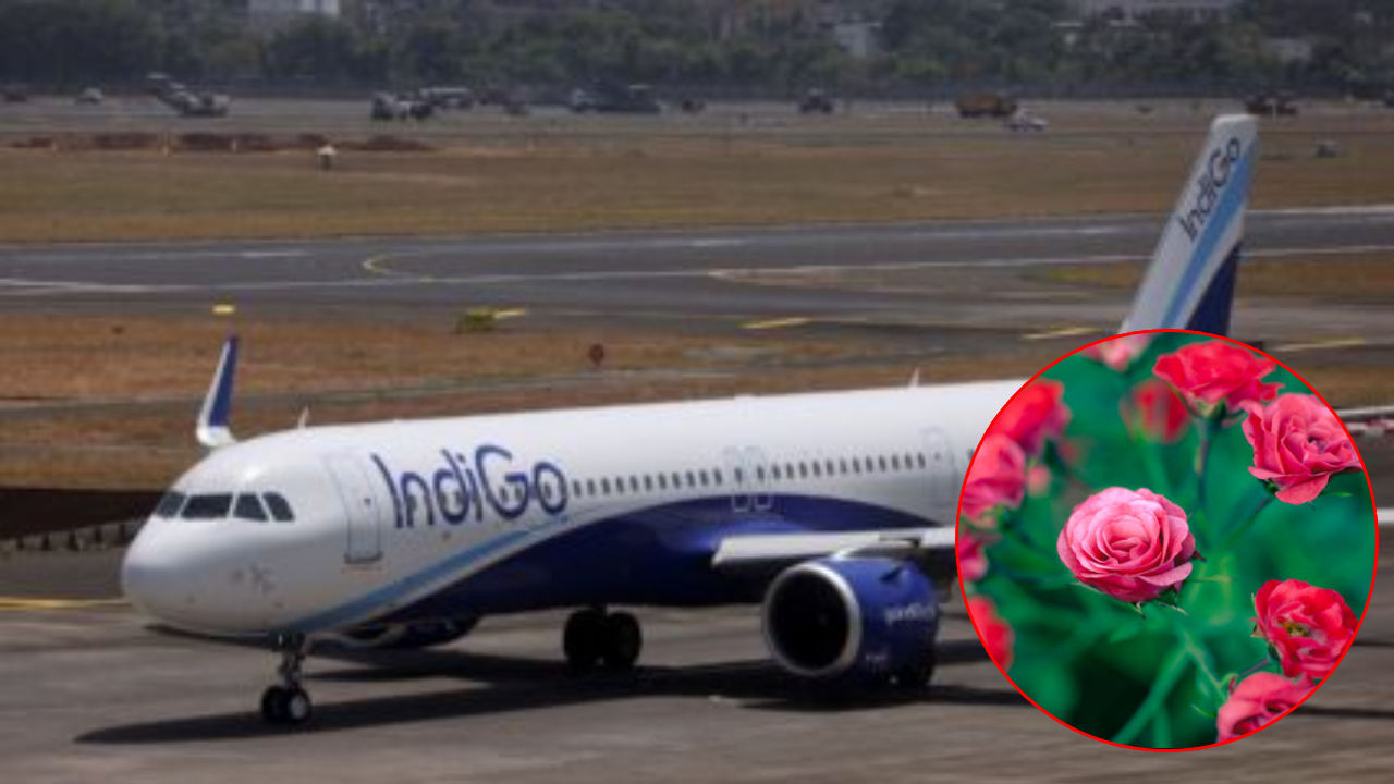 Indigo Crisis चा फटका मावळच्या गुलाब उत्पादकांना; लाखोंचे नुकसान अन्… Indigo Crisis चा फटका मावळच्या गुलाब उत्पादकांना; लाखोंचे नुकसान अन्…