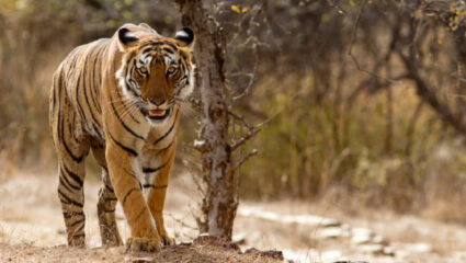 Tiger News: ‘सह्याद्री व्याघ्र प्रकल्प’ वाघांसाठी आहे पोषक; इतर भागांतून वाघिणी सह्याद्रीत आणण्याचे काम सुरू