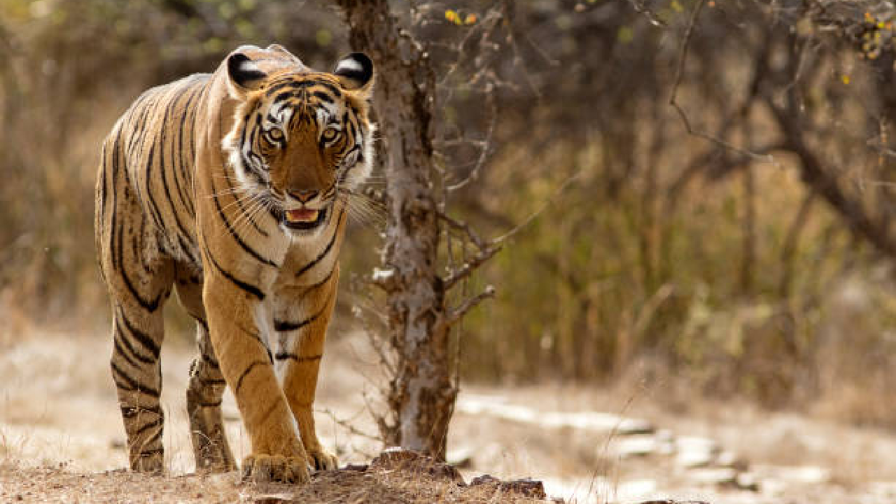 Tiger News: ‘सह्याद्री व्याघ्र प्रकल्प’ वाघांसाठी आहे पोषक; इतर भागांतून वाघिणी सह्याद्रीत आणण्याचे काम सुरू
