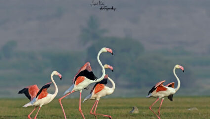 Navarashtra Special: पुणे सर्वांचे लाडके; हिवाळ्यात बनले स्थलांतरित पक्ष्यांचे आश्रयस्थान