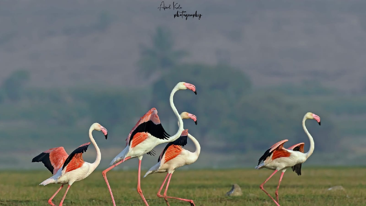 Navarashtra Special: पुणे सर्वांचे लाडके; हिवाळ्यात बनले स्थलांतरित पक्ष्यांचे आश्रयस्थान