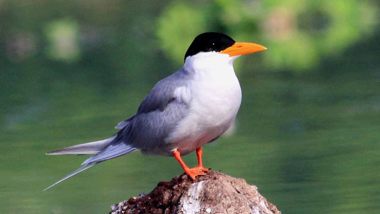 Navarashtra Special: पुणे शहराबाहेर भरले ‘पक्ष्यांचे’ही संमेलन! उत्तर गोलार्धात बर्फ वृष्टी झाल्याने…