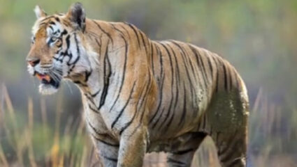 ‘तारा’चा अचानक बदलला मूड; 45 मिनिटांत मगरींना चकवा देत तब्बल…, चांदोलीत रंगला थरार