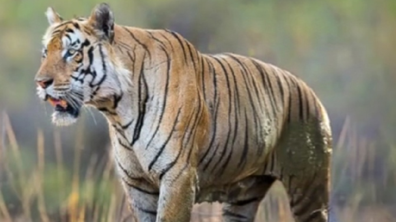 ‘तारा’चा अचानक बदलला मूड; 45 मिनिटांत मगरींना चकवा देत तब्बल…, चांदोलीत रंगला थरार