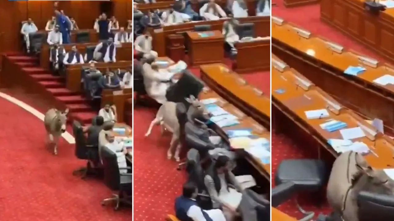 Pakistan Parliament : पाकिस्तानी संसदेत घुसले गाढव, लोक म्हणाले, शाहबाज शरीफ; PTI च्या VIRAL VIDEO मुळे हास्याचा पाऊस