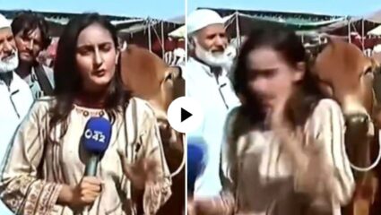 पाकिस्तानी महिला पत्रकाराला लाईव्ह रिपोर्टिंग करताना बैलाने मारली टक्कर ; VIDEO तुफान व्हायरल