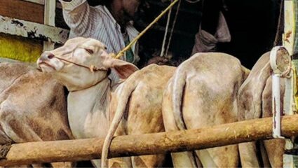 Crime News : नांदेडमध्ये कत्तलीसाठी गोवंश वाहतूक; गुन्हे शाखा पोलिसांची थेट कारवाई