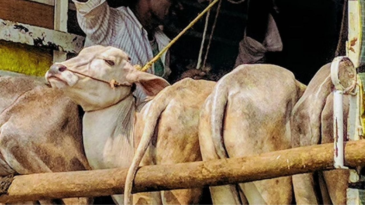 Crime News : नांदेडमध्ये कत्तलीसाठी गोवंश वाहतूक; गुन्हे शाखा पोलिसांची थेट कारवाई