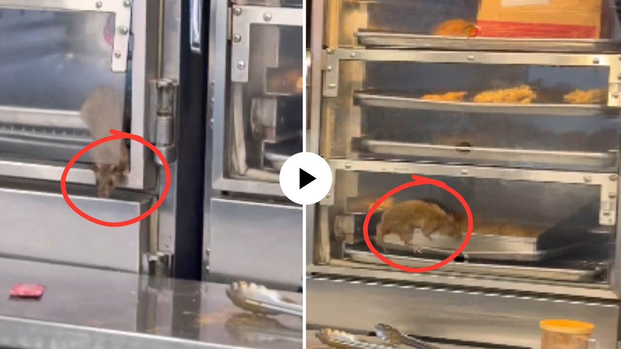 KFC चं चिकन चवीने खात असाल तर जीवाला मुकाला! किचनमध्ये उंदीरमामाच्या उड्या, Video Viral