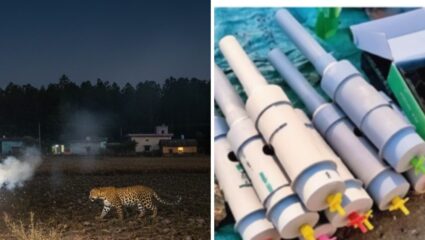 बिबट्याची आता खैर नाही! संगमनेरमध्ये घुमतोय ‘कार्बाइड गन’ चा आवाज, ग्रामीण भागात सर्रास वापर