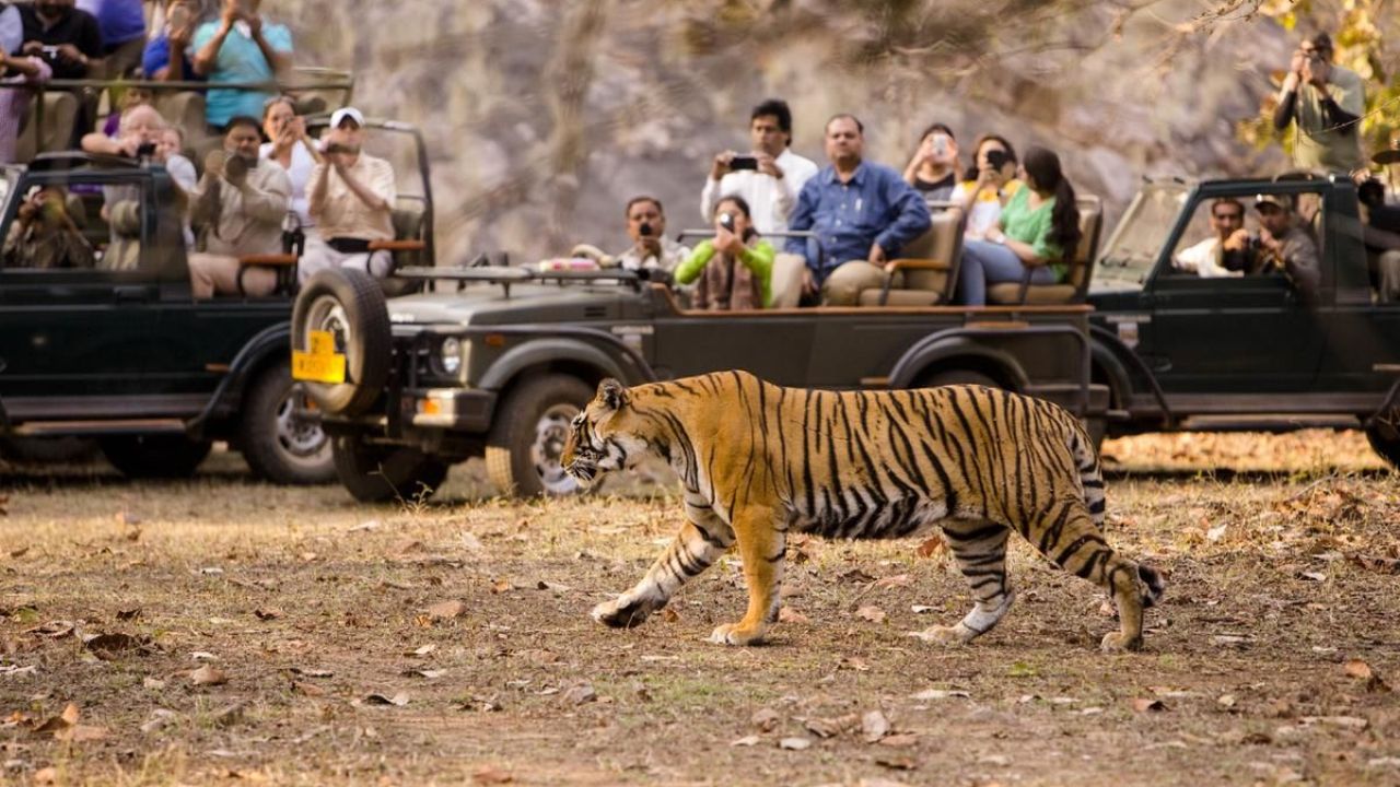 Chandrapur News: ताडोबा-अंधारी व्याघ्र प्रकल्पावर केंद्राचं लक्ष! संसदीय पॅनल बैठकीत संवर्धनाच्या आव्हानांवर चर्चा