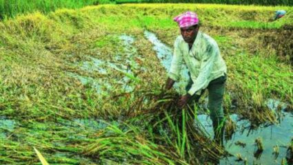 खरीप पिकांचे कंबरडे मोडले! सततच्या पावसामुळे शेतकरी मोठ्या प्रमाणात ऊस लागवडीकडे