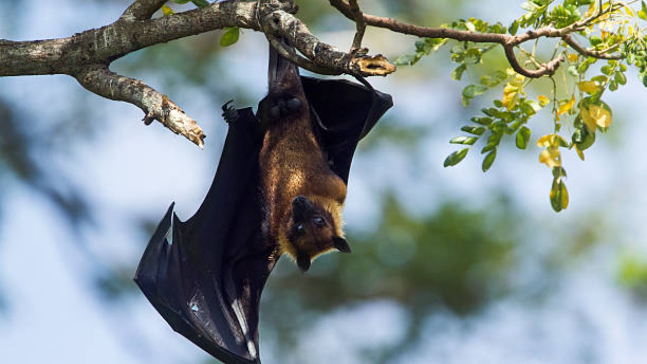 Bats: वटवाघूळ झाडाला कायमच उलटी लटकलेली का असतात? कारण वाचून तुम्हीसुद्धा व्हाल हैराण