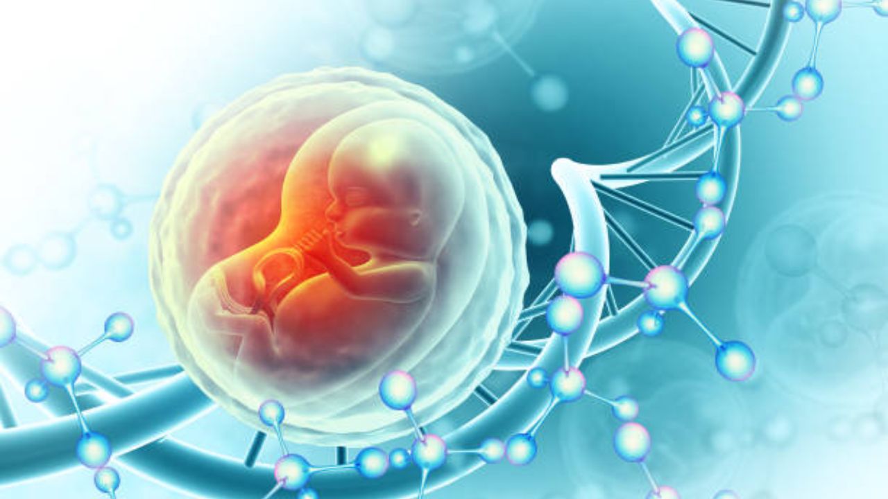 दुसऱ्या आणि तिसऱ्या महिन्यात हळूहळू बाळाचे कान, हात-पाय, रक्तपेशी तयार होऊन रक्तभिसरण होते. त्यानंतर अन्ननलिका आणि हाडांचा विकास होण्यास सुरुवात होते.