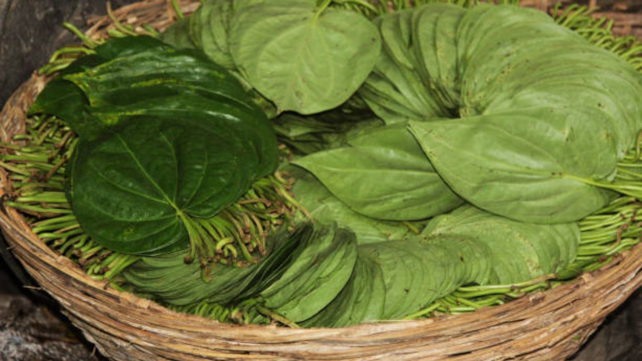 हृदयाची कार्यक्षमता कमी झाल्यानंतर शरीरात अनेक बदल दिसून येतात. या बदलांमुळे शरीराला हानी पोहचण्याची शक्यता असते. त्यामुळे नियमित एक विड्याचे पान खाल्ल्यास शरीराला भरमसाट फायदे होतील. 