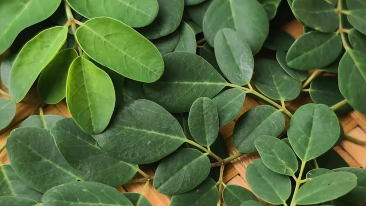 थंडीच्या दिवसांमध्ये शरीराची कमकुवत झालेली रोगप्रतिकारशक्ती सुधारण्यासाठी अँटीऑक्सिडंट्स युक्त शेवग्याच्या पानांचे सेवन करावे. या पानांच्या सेवनामुळे सर्दी खोकला कमी होतो.