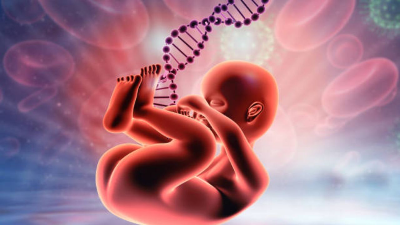 तिसऱ्या महिन्याच्या शेवटपर्यंत बाळाचे हृदय, यकृत, मूत्रमार्ग आणि नसा कार्य करू लागतात. त्यानंतर पाचव्या महिन्यात बाळाचे दात आणि हाडे मजबूत होतात.