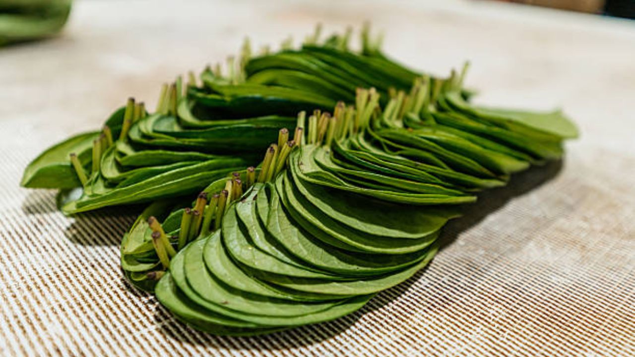 विड्याच्या पानांना नागवेलीचे पान असे सुद्धा म्हंटले जाते. ही एक भारतीय पारंपरिक वनस्पती आहे. सर्व प्रकारच्या आजारांवर नागवेलीचे पान गुणकारी ठरते. 