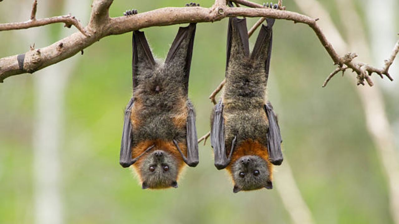 वटवाघळांच्या पायात विशिष्ट स्नायूंचे बंध असते. ते जेव्हा एखाद्या फांदीला पडकून ठेवतात, त्यावेळी शरीराच्या वजनामुळे पंज्याचे लॉक आपोआप बंद होते. यामुळे ते गाढ झोपेत असल्यानंतर सुद्धा ते खाली पडत नाहीत.