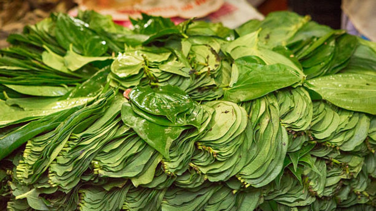 नागवेलीचे पान आणि खोबऱ्याच्या तेलाचा तांबूल म्हणून सुद्धा वापर केला जातो. ही औषधी वनस्पती शरीरासाठी कायमच प्रभावी ठरते. विड्याच्या पानांचे सेवन केल्यास अपचन होत नाही. 