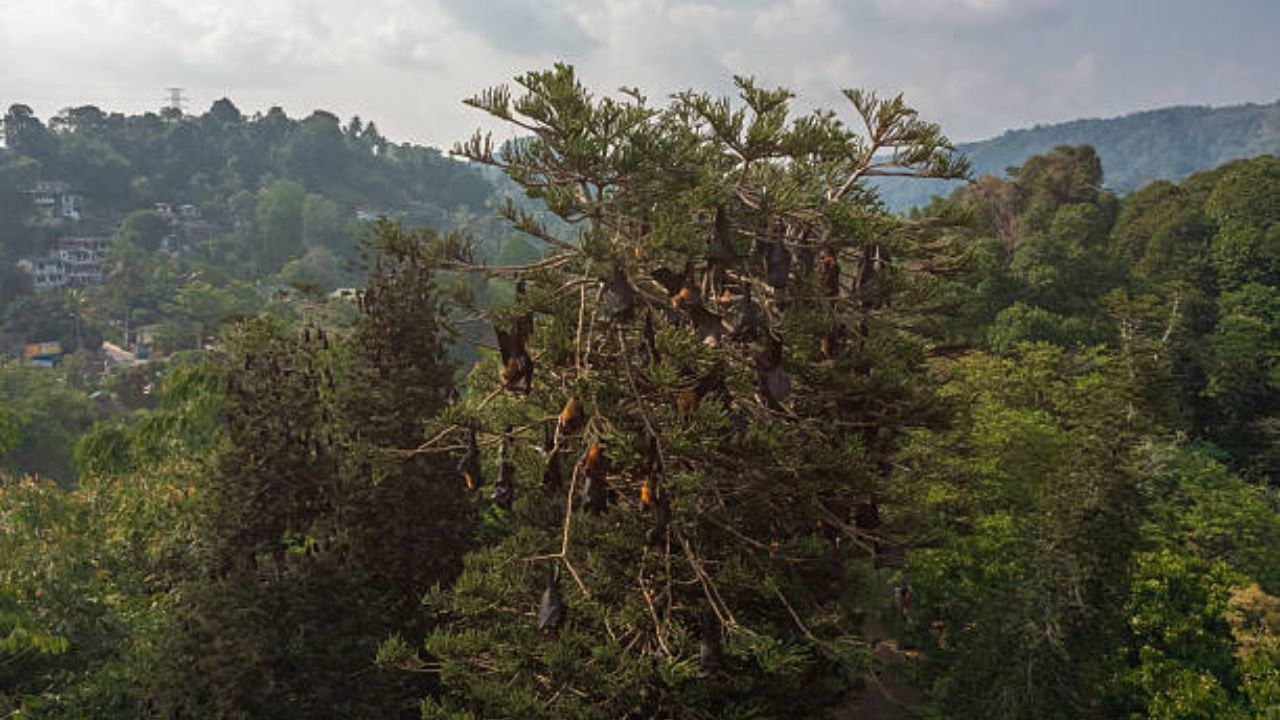 वटवाघूळ असलेल्या ठिकाणी साप किंवा इतर सरपटणारे प्राणी येत नाहीत. काहीवेळा वटवाघूळ घराच्या अवतीभोवती किंवा इतर ठिकाणी फिरताना पाहायला मिळतात.