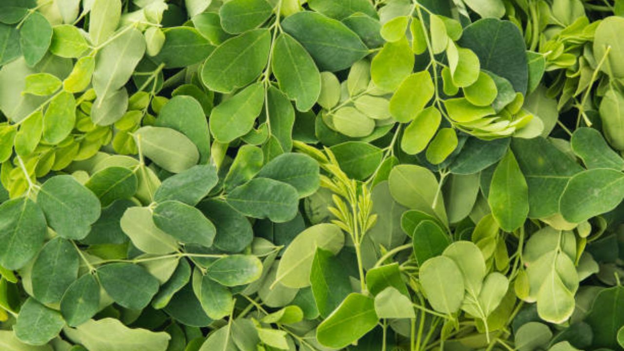 सांधेदुखी, हाडांमधील वेदना इत्यादी सर्वच समस्या कमी करण्यासाठी शेवग्याची पाने प्रभावी ठरतात. यामध्ये असलेले दाहक विरोधी गुणधर्म सांध्यांमधील जळजळ कमी करतात.