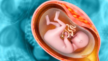 गर्भधारणेदरम्यान स्त्रीच्या गर्भाशयात बाळाचा सगळ्यात पहिला आणि शेवटचा कोणता अवयव तयार होतो? जाणून घ्या सविस्तर