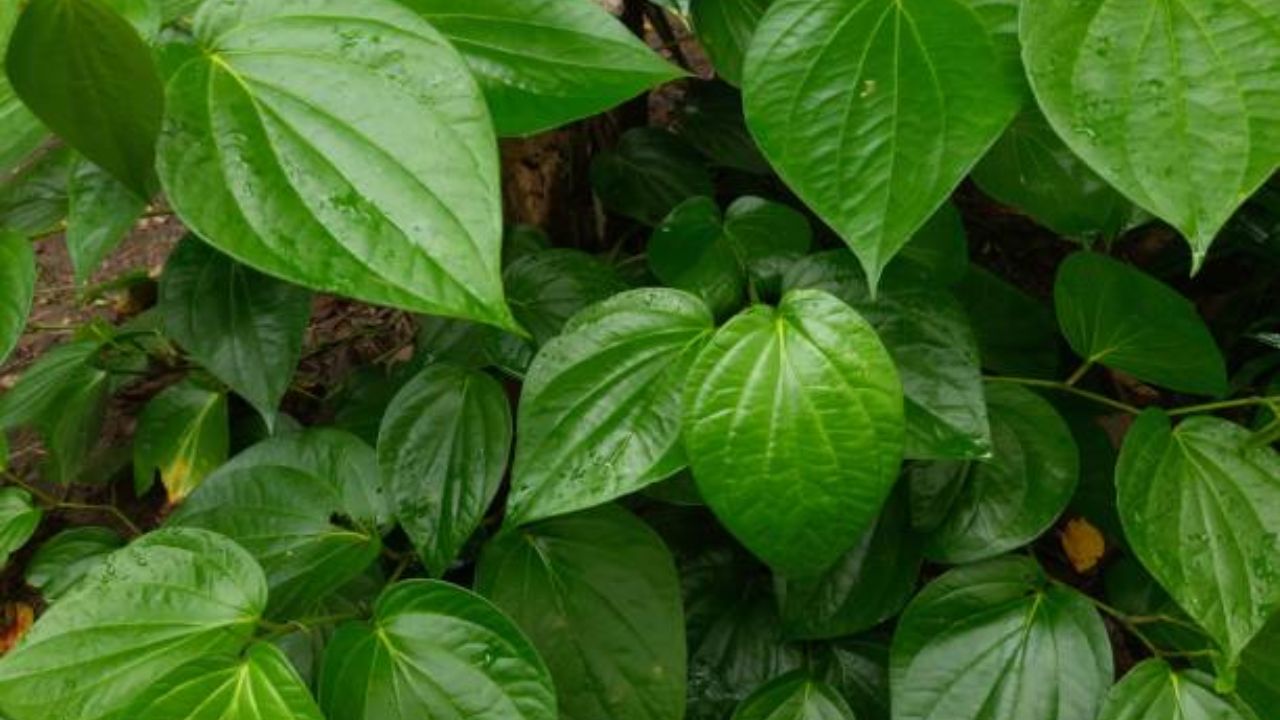 नागवेलीची पान चावून खाल्ल्यास पचन सुधारते, सर्दी-खोकला कमी होतो, मुरुम-डाग दूर होतात. कारण या पानांमध्ये अँटीऑक्सिडेंट व अँटीबॅक्टेरियल गुणधर्म आढळून येतात. 