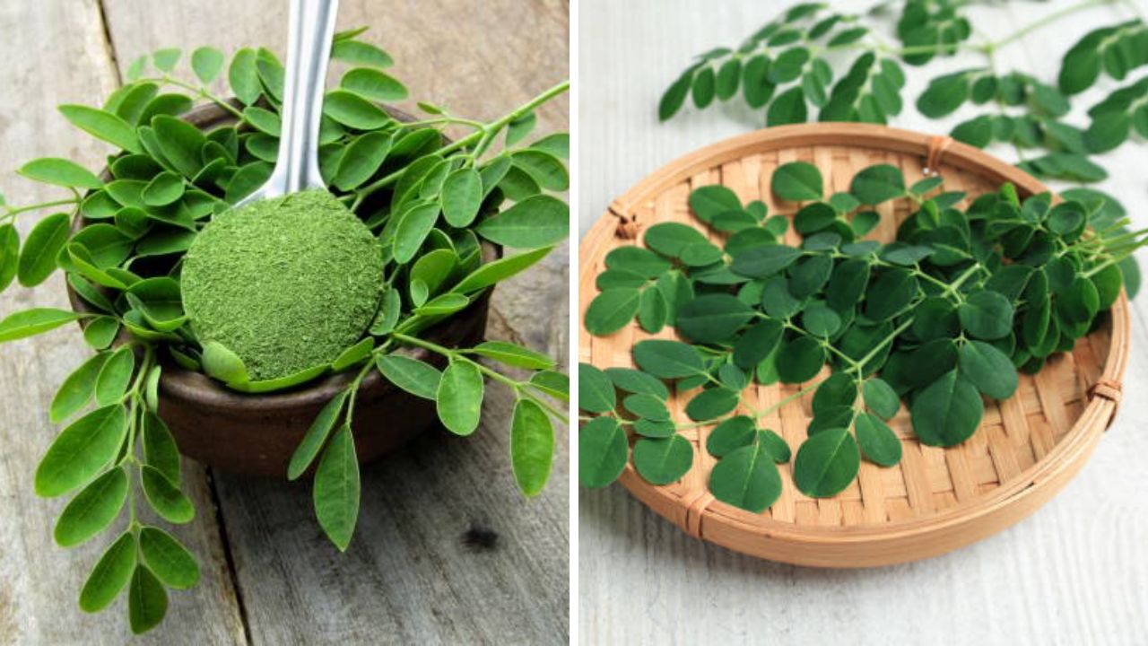 मधुमेह नियंत्रणात ठेवण्यापासून ते रोगप्रतिकारकशक्ती वाढवण्यासाठी प्रभावी ठरतील शेवग्याची पाने, जाणून घ्या आश्चर्यकारक फायदे