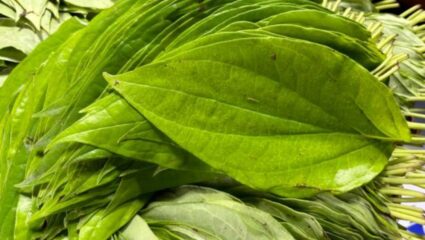 विड्याची पाने शरीरासाठी ठरतील वरदान! हृदयाच्या आजारांपासून ते अगदी मधुमेहापर्यंत सगळ्यांवर ठरेल प्रभावी